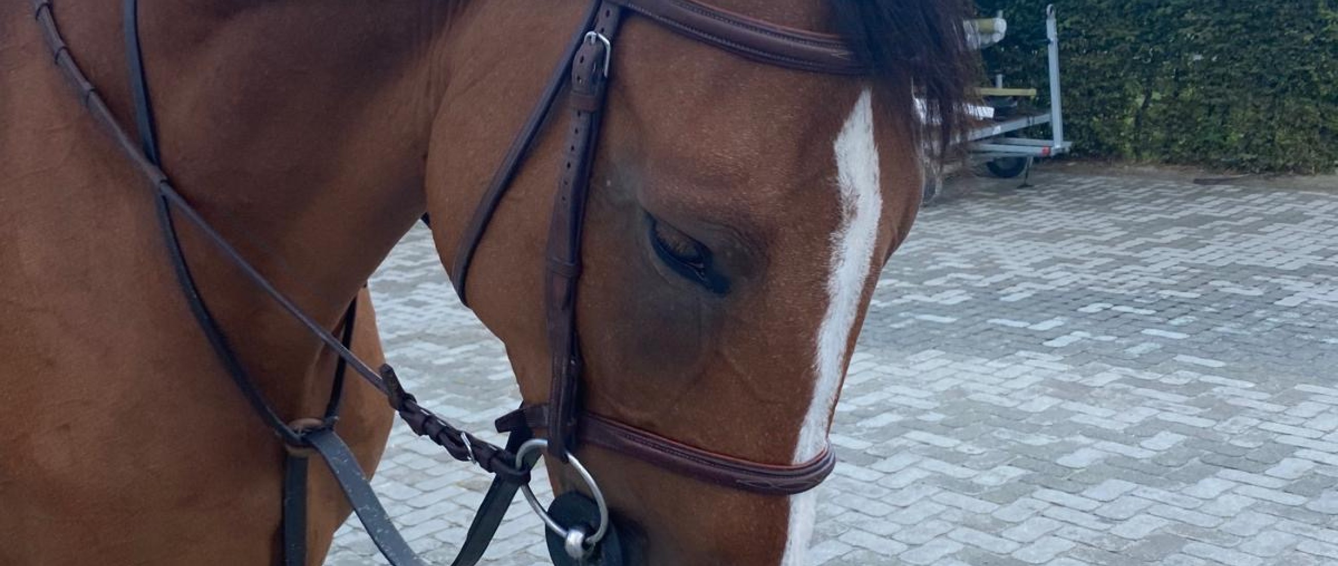 Tootsie van het Zonneveld