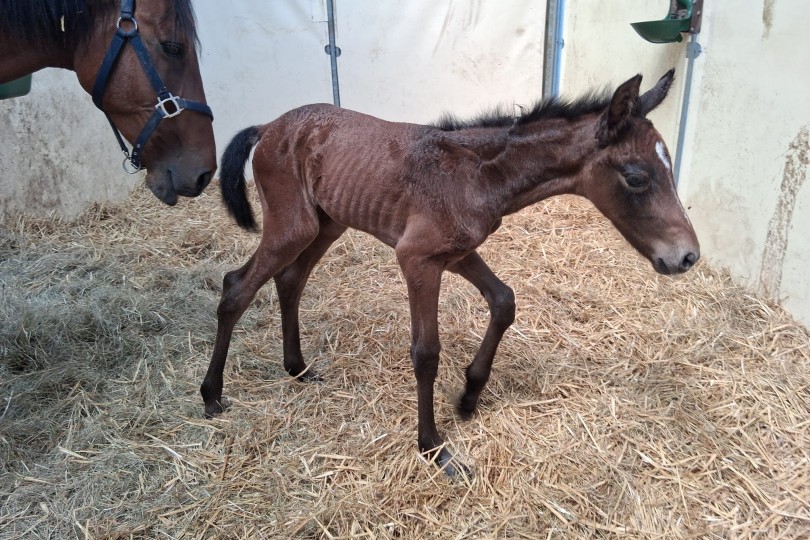 🌟 Veulen nr. 9 is geboren 🌟 Een prachtig merrieveulen uit onze GP-merrie Axxess Pur Z x Mylord Carthago. 🐴✨ Welkom bij de familie Vitseroel! ☀️🌴