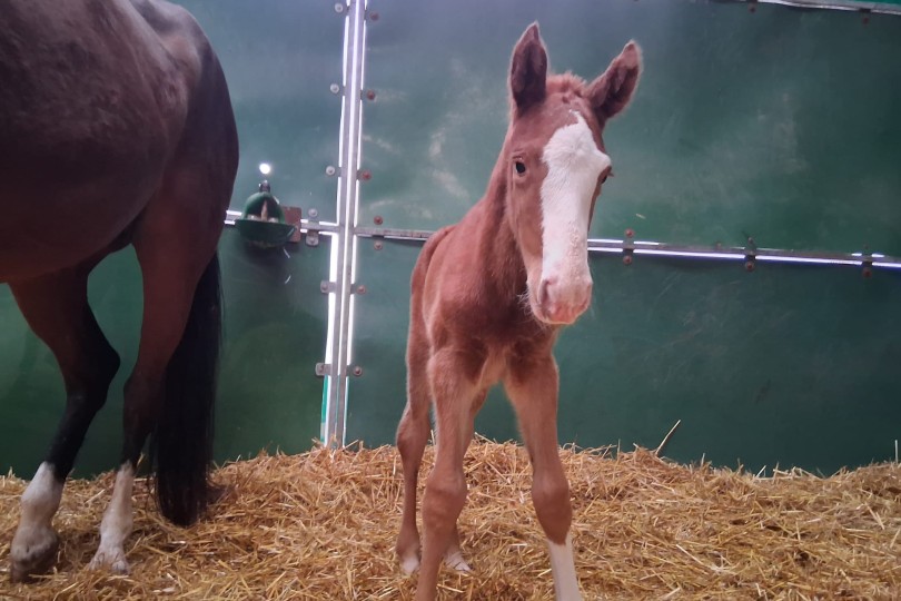 🐴 Jeudi 12 mars, le premier poulain mâle est né au Haras/Stal Vanderhasselt. ✨ Origines : Mylord Carthago × Tia de Sarlar.